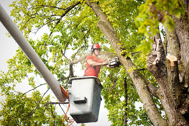 Best Hedge Trimming  in Lake Hallie, WI